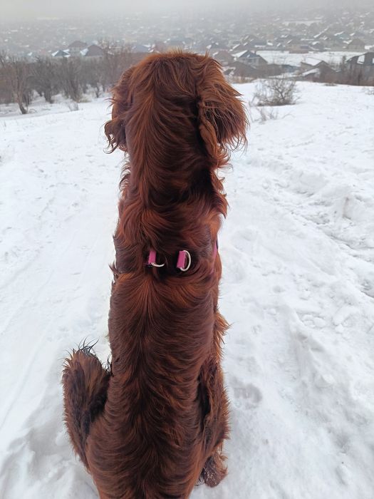 Потерялась собака либо украли ирландский сеттер