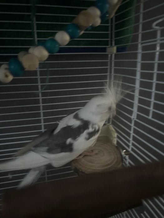 Попугай, корелла