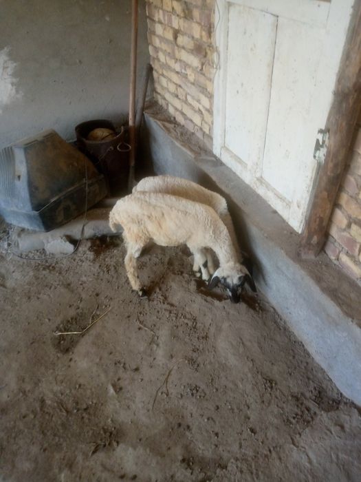 2 duraga barra sotiladi