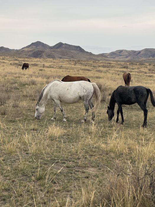 Жылкылар сатылады