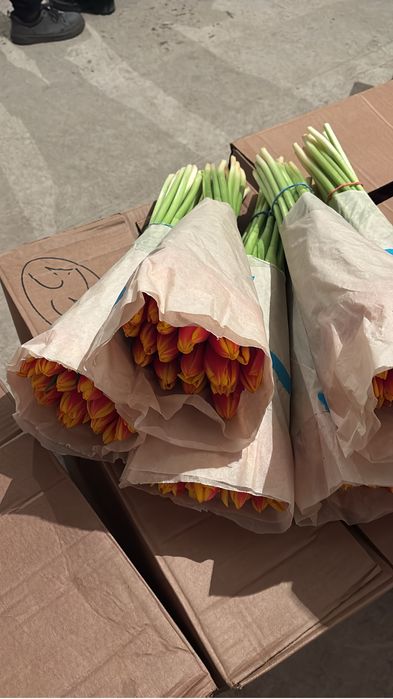 Тюльпаны, оптом и в розницу