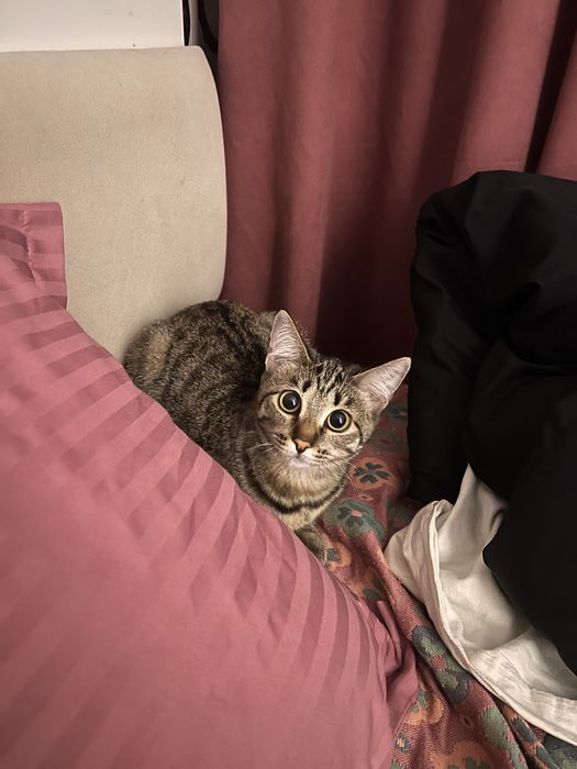 Домашний котик.
