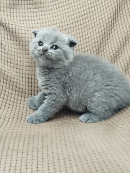 Продам котенка (мальчик)