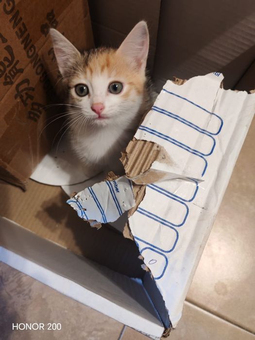 Отдам котёнка в добрые руки