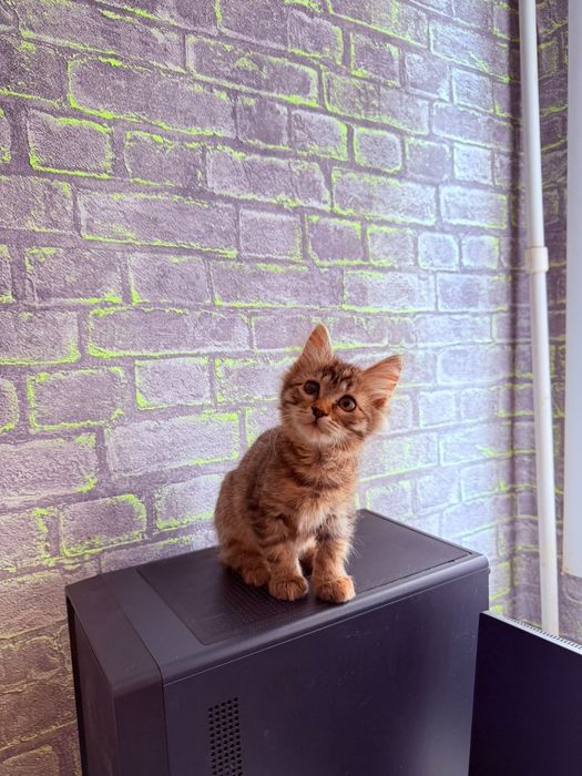 Котёнок в поисках дома