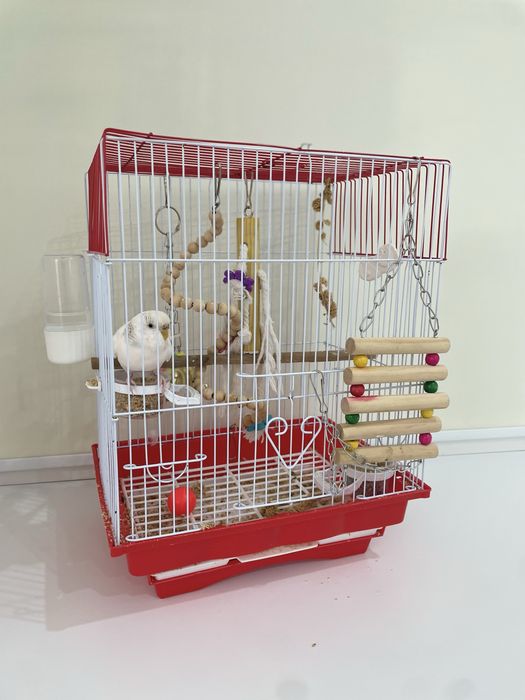 Продам попугай с клеткой молодые брали недавно.