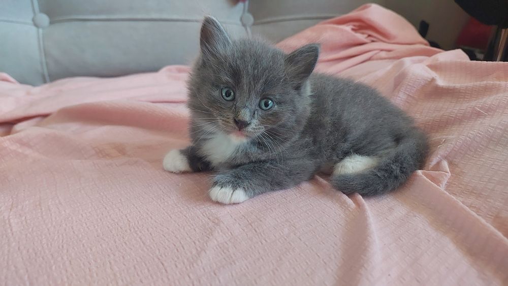 Очаровательнве домашние котята