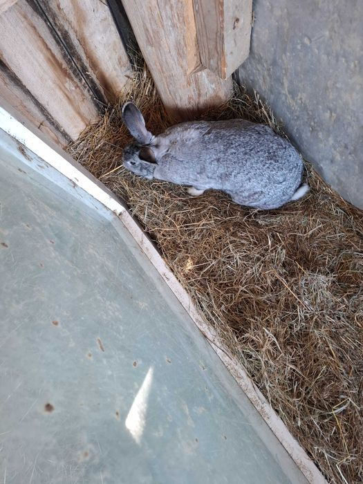 Vând iepurași de 2 luni