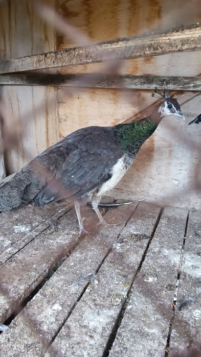 Товуслар сотилади тез вам арзон!