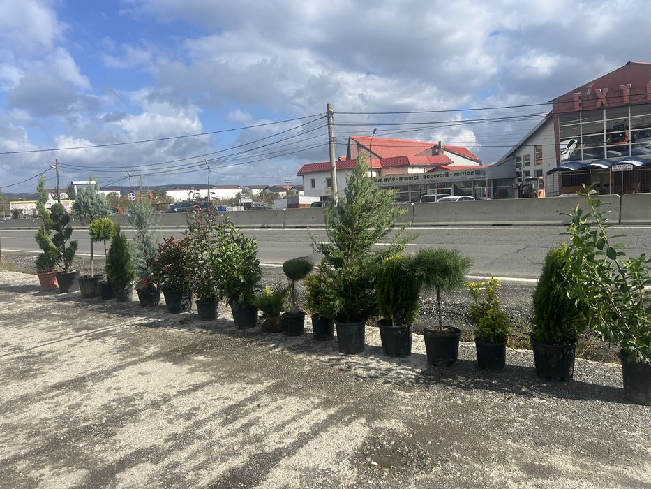 Mestecan alb ienupar leylandii photinia laur englezesc pret minim