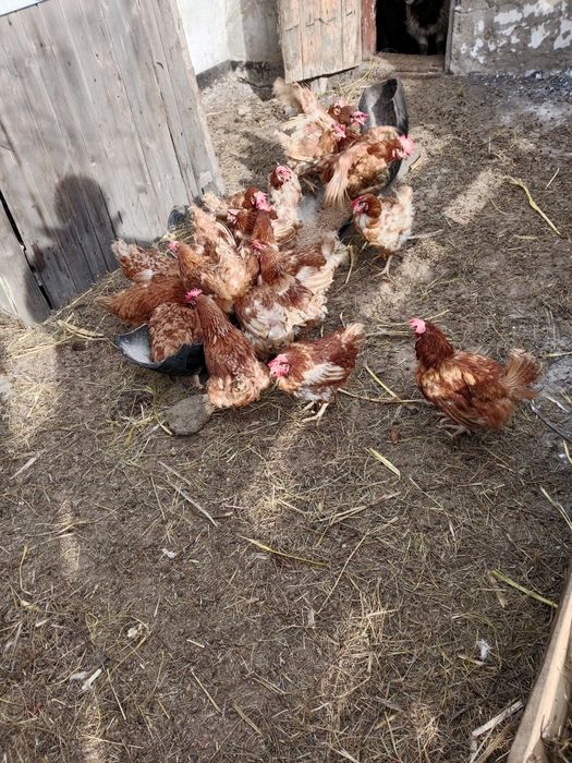 Продам кур несушек