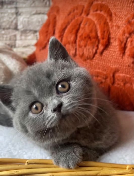 British Shorthair Blue