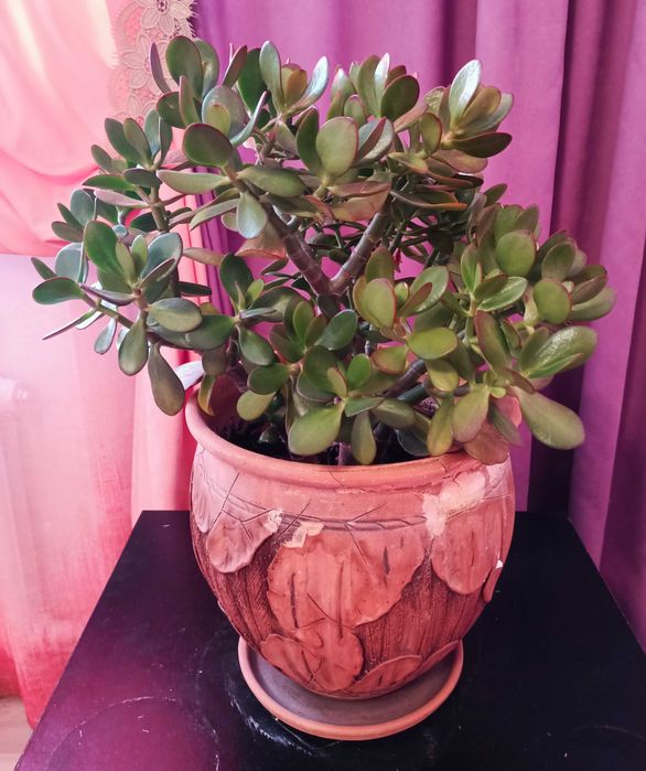 Денежное дерево толстянка