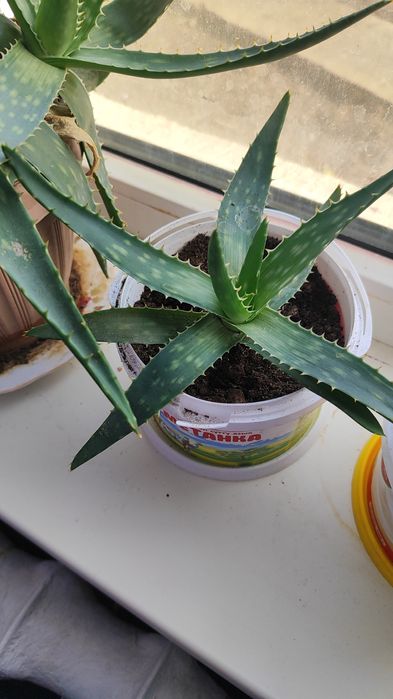 Алоэ комнатное растение