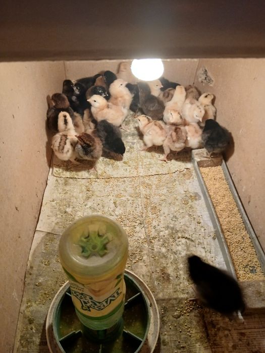 Продам  цыплят домашние