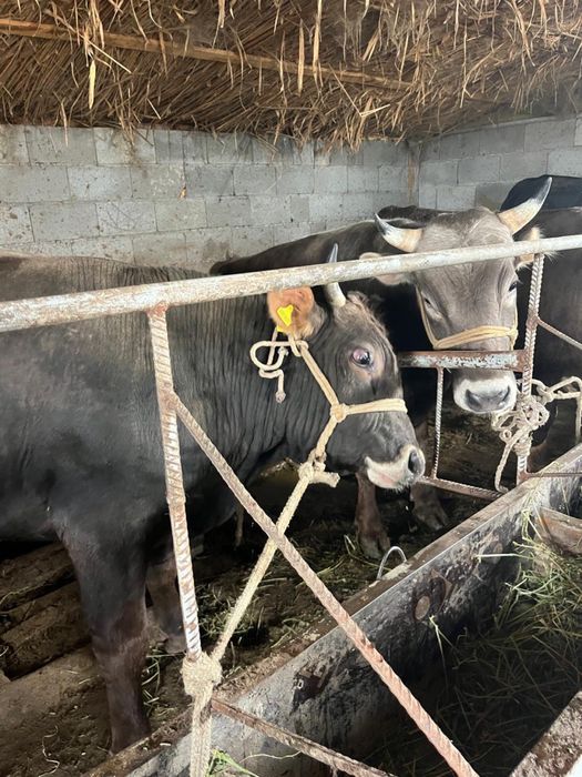 Срочно продаются бычки