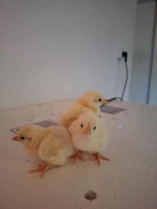 Продам цыплята адлер