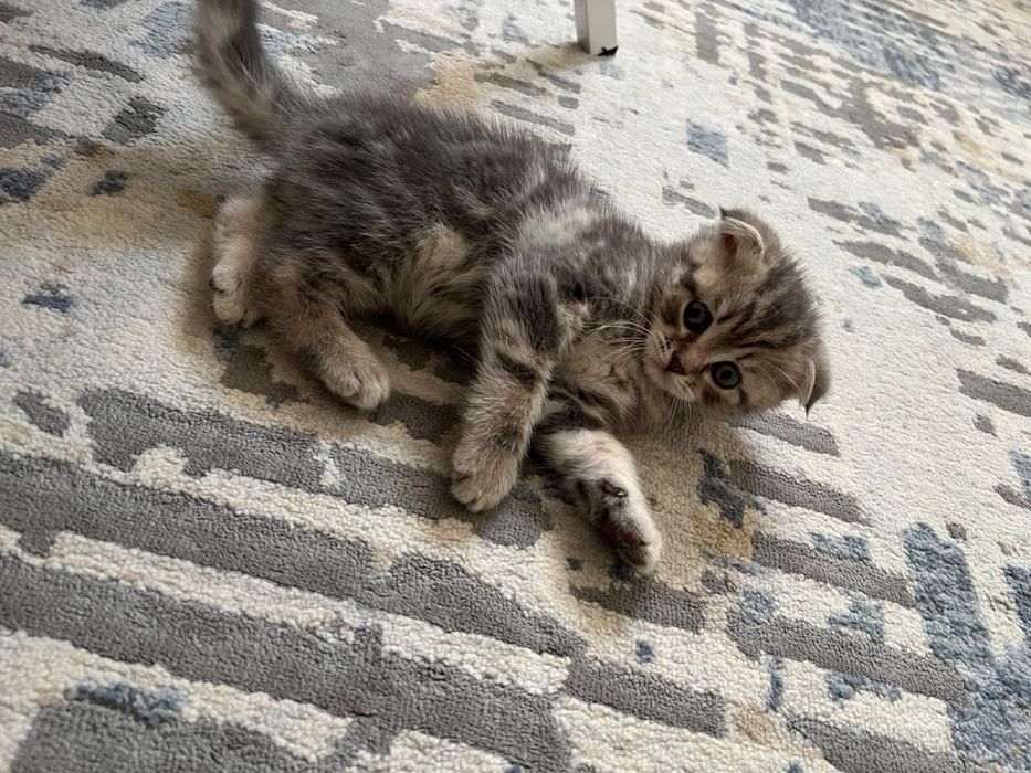 Кошка котёнок Котята