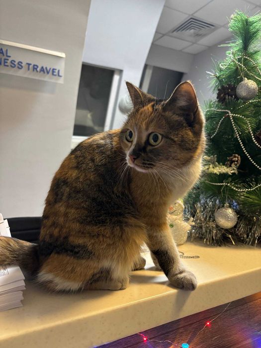 Найдена кошка, г. Алматы