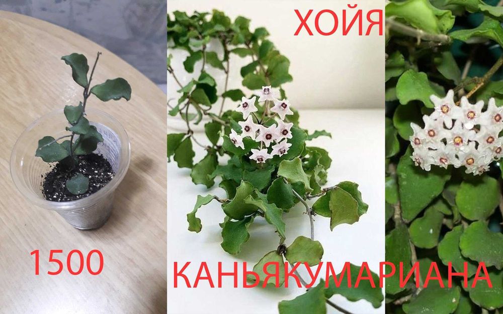 Комнатные  цветы