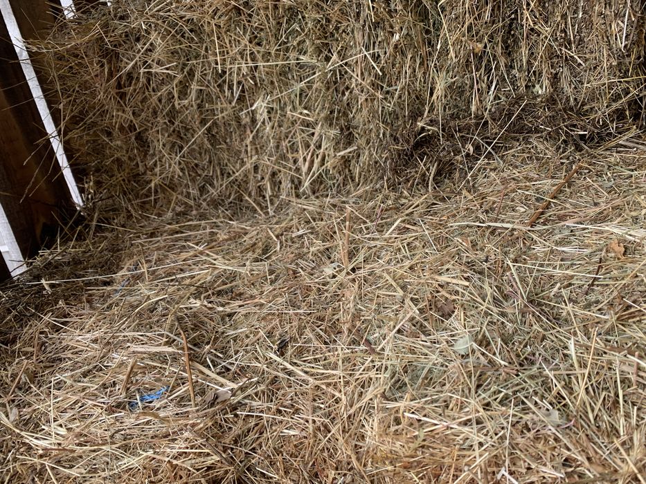 Baloti fan de padure