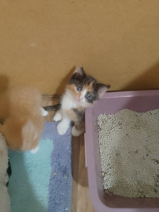 Отдам котят бесплатно