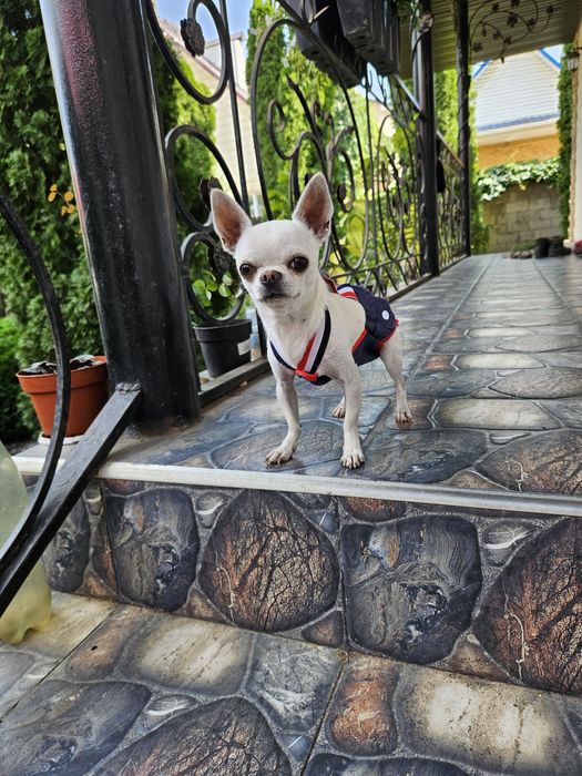 Вязка кобёлек чихуахуа.