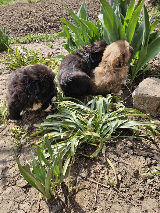 Малки сладки пекинези