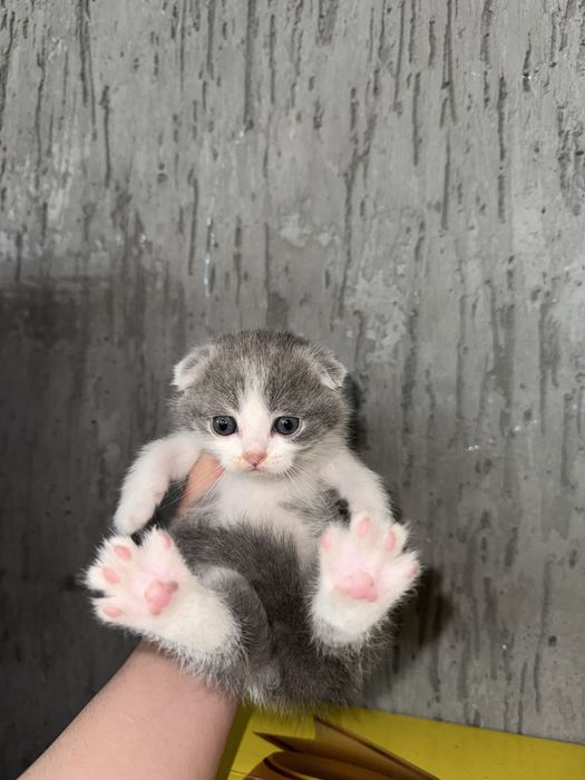 skotish fold 1.5oylik sotiladi bolalari