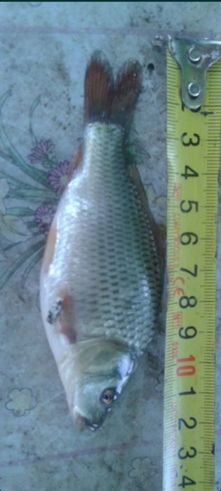 Puiet crap Salonta și crap romanesc. Scoatem și iarna puiet !!!