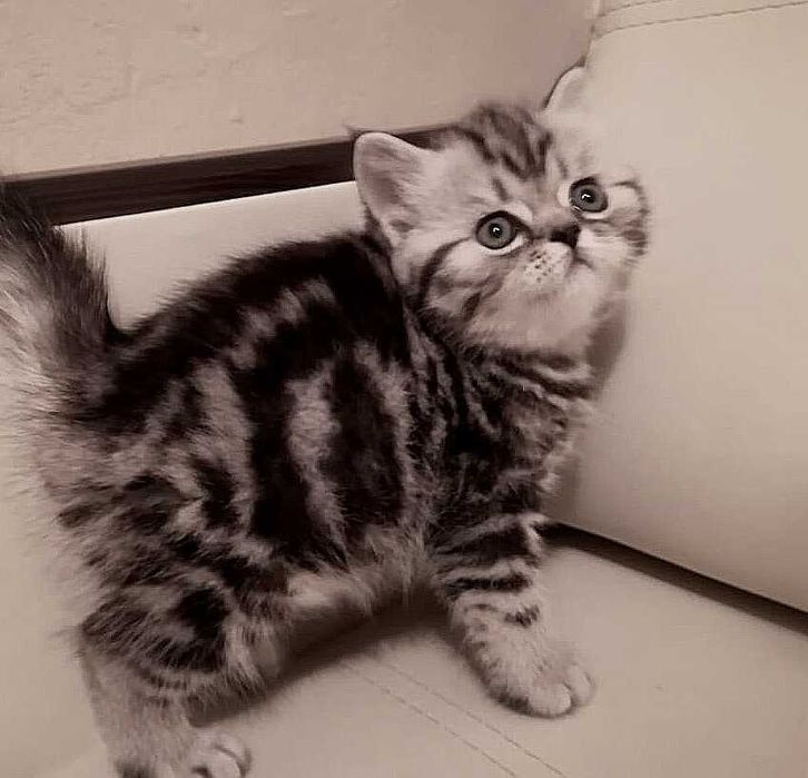 котята шотландские