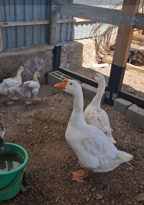 Гусята суточные .