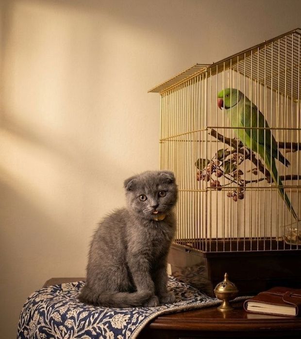 Скоттиш фолд ўғил