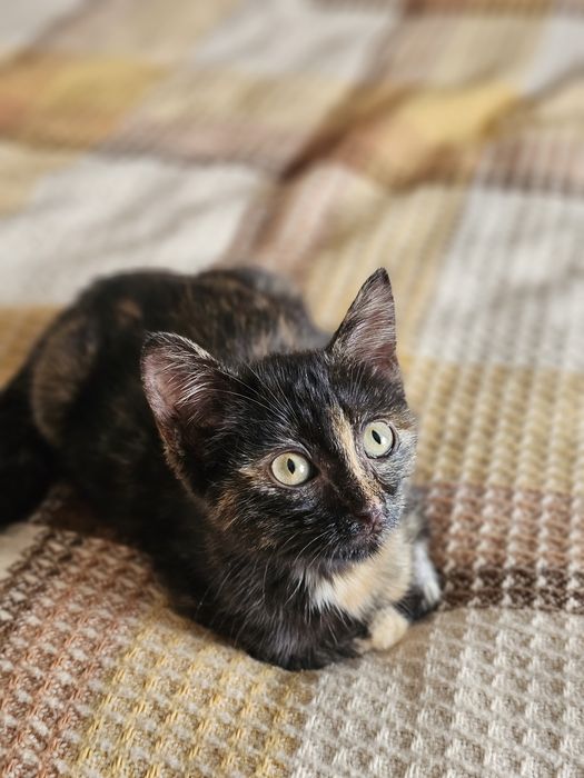 Котенок ( кошечка) Багира