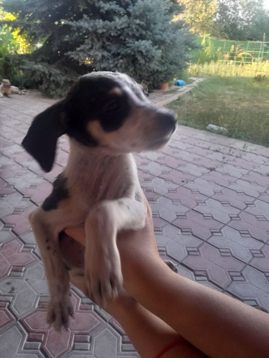 Отдам щенят бесплатно