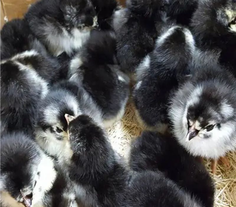 Pui de rasă Australorp negru și albastru, scoși 11.05.2026. Județul Timiș