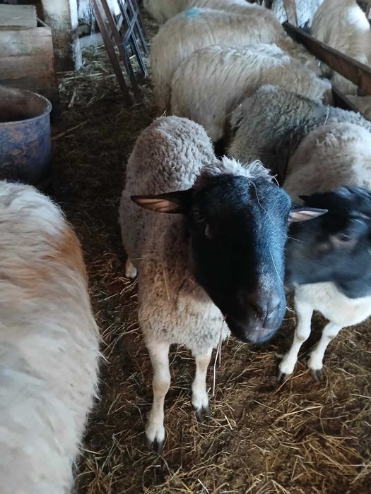 oaie si berbec dorper