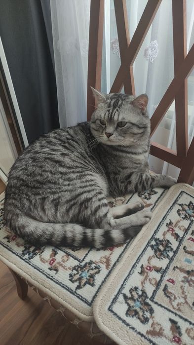 Кот ждёт в гости кошку