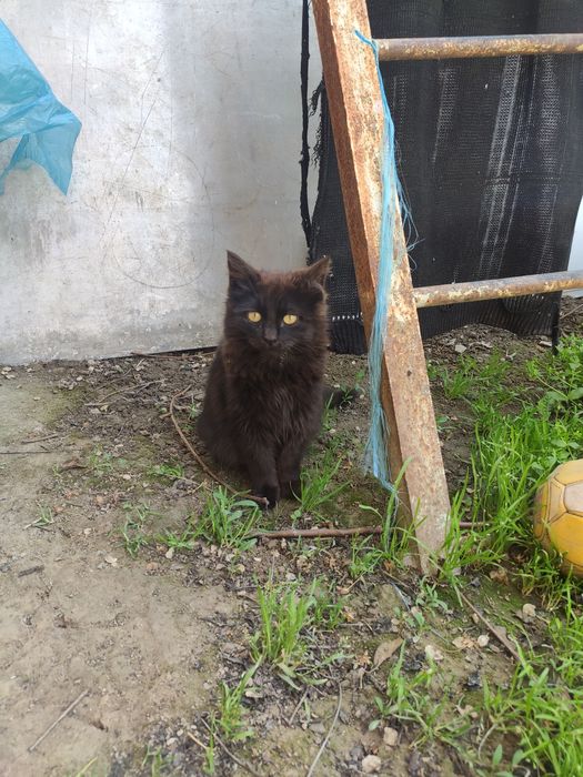 Отдам в добрые руки пушистика!