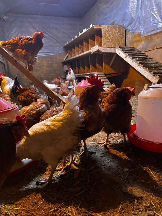 Продам курей несушек