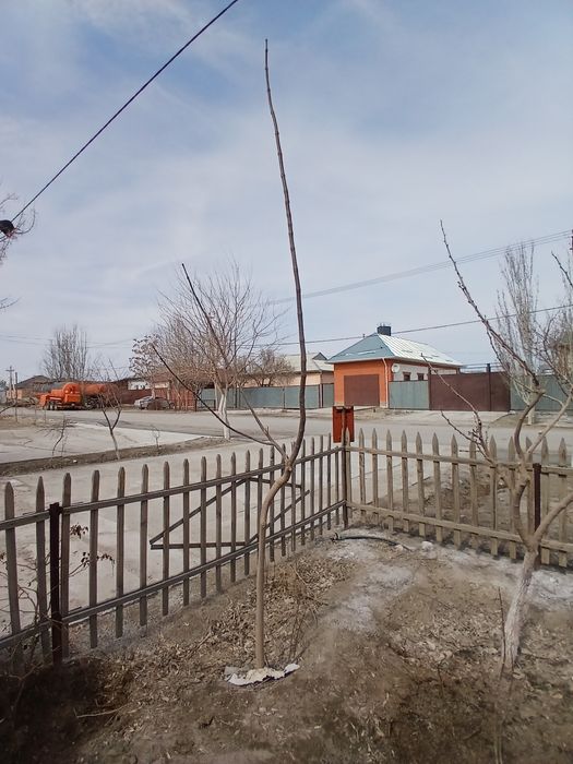 Клён ағаштары бар