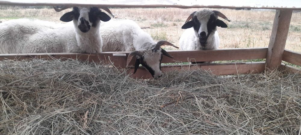 Vând 3 berbecuți breji 600 de lei bucata