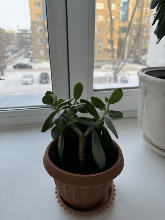 Денежное дерево толстянка продам