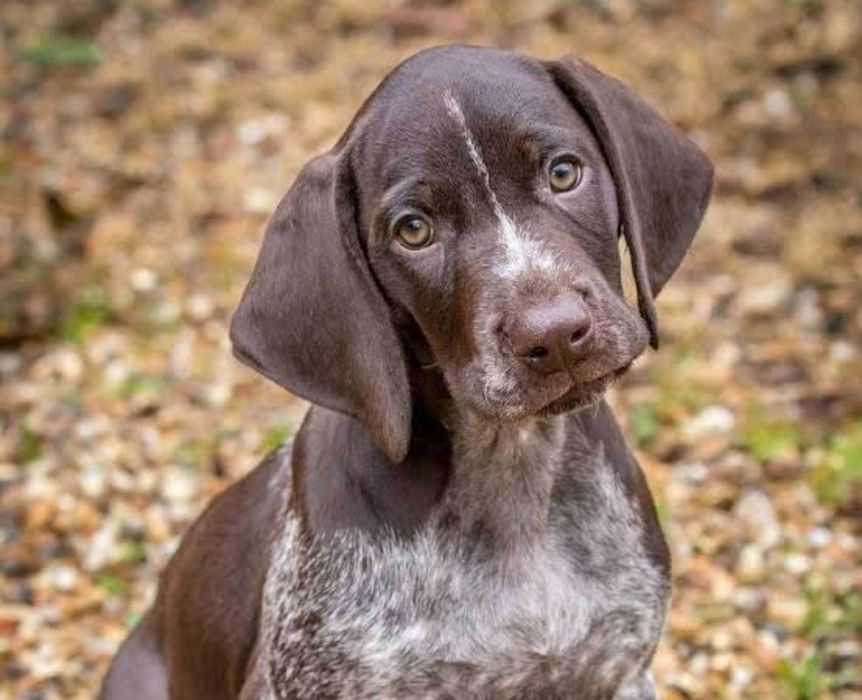 Курцхар күшіктері