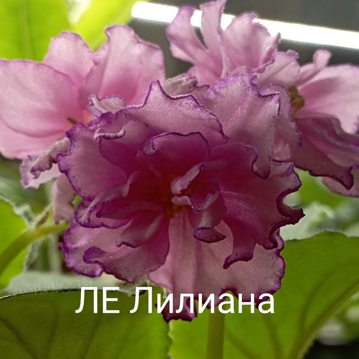 Продам сортовые цветущие фиалки