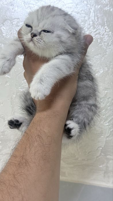 Котенок вислоухий котенок