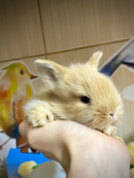 Iepurasi  cap de leu