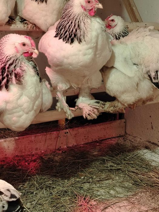 Ouă pentru incubat.