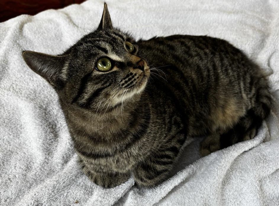 Отдам котенка в добрые руки