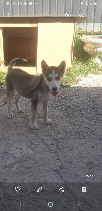 Продаётся хаски